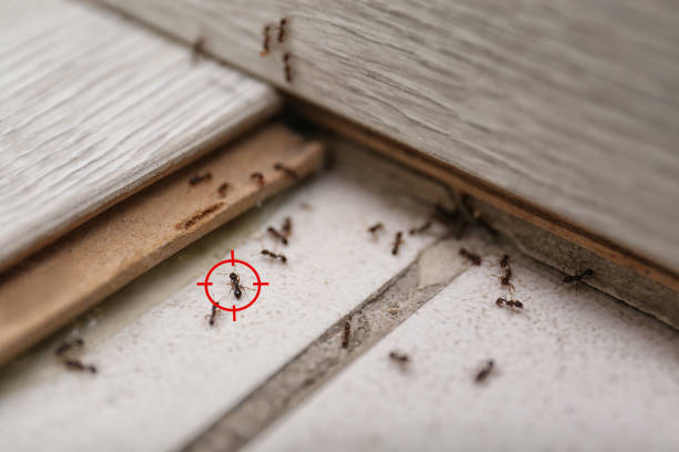 Best Pest Removal Services  in Fort Thomas, KY