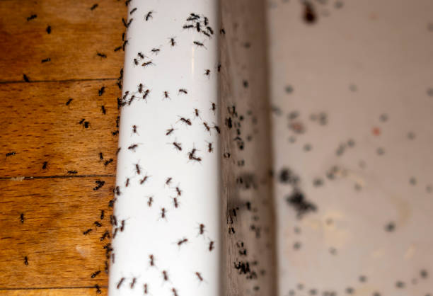 Best Pest Prevention Services  in Fort Thomas, KY